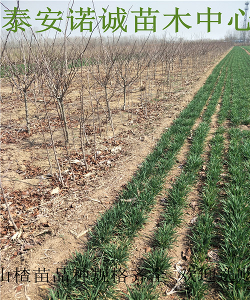 山楂苗山楂苗價格品種山楂苗