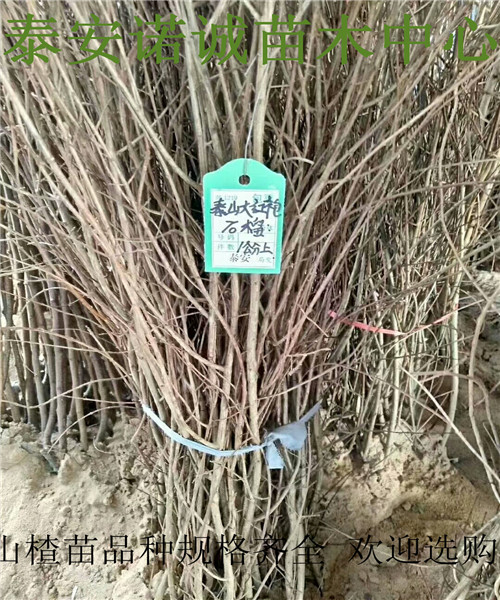 大棉球山楂苗批發(fā)基地三年的