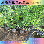 瑞卡藍莓苗當年結果的藍莓價格5年產量怎么樣圖片4