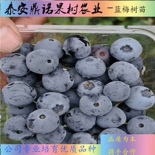 杜克蓝莓苗2年生的价格蓝莓价格批发基地