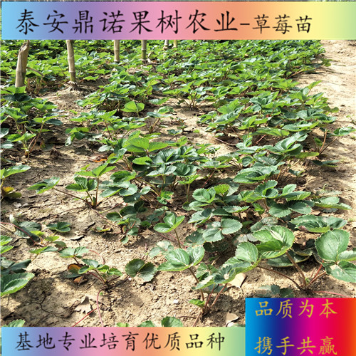 河南密寶草莓苗怎么賣出售果樹苗