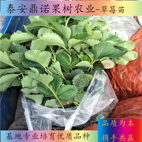 福建京郊小白草莓苗多少錢一棵草莓苗新品種