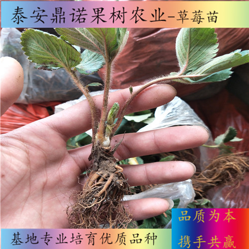 辽宁以斯列二号草莓苗适合种植地区草莓苗图片