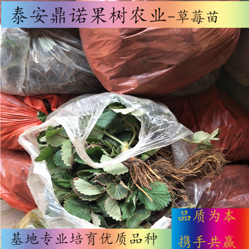 北京弗吉尼亞草莓苗畝產(chǎn)量草莓苗品種