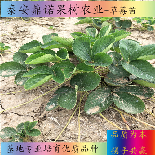 浙江戈雷拉草莓苗多少錢一棵草莓苗圖片