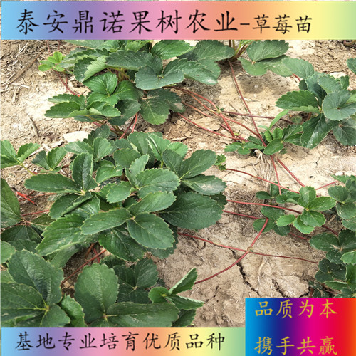 吉林吉早紅草莓苗產(chǎn)量怎么樣出售果樹苗