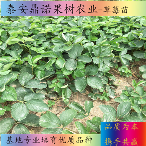 廣東紅花草莓草莓苗產(chǎn)量怎么樣草莓苗圖片