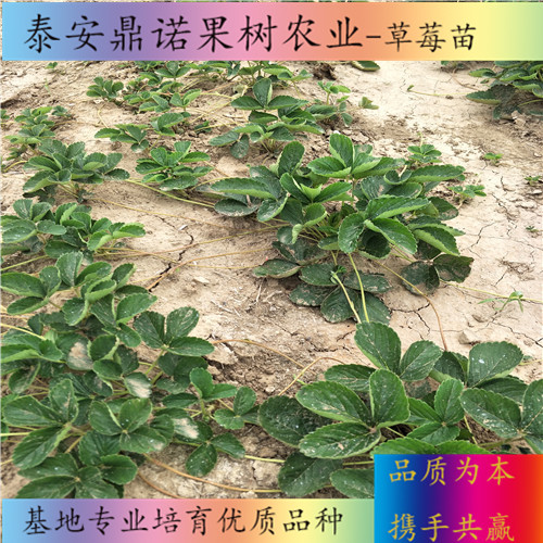 云南章姬草莓苗畝產(chǎn)量草莓苗新品種