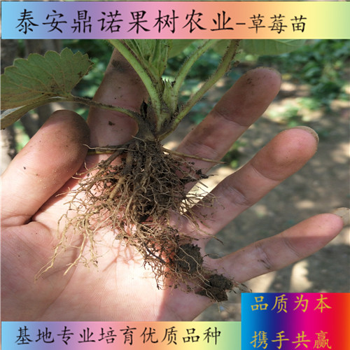 云南紅頰草莓苗畝產(chǎn)量出售果樹苗