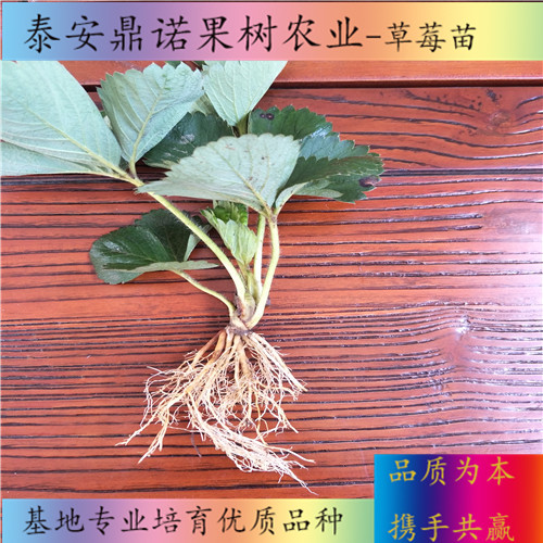 河北紫金香玉草莓苗产量怎么样草莓苗新品种