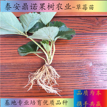 河北紫金香玉草莓苗一畝地種多少棵草莓苗品種
