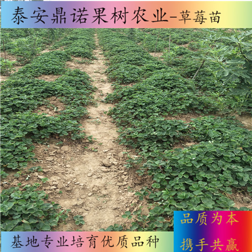 北京紫金香玉草莓苗品種介紹草莓苗品種