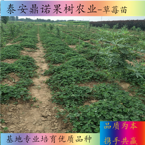 安徽鉆石草莓苗產(chǎn)量怎么樣草莓苗新品種