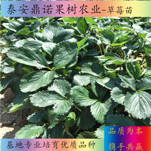 河南密寶草莓苗怎么賣出售果樹苗