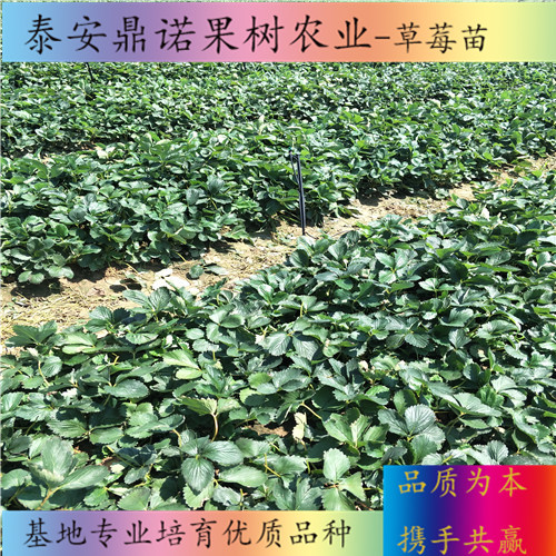 廣東醉飛草莓苗多少錢一棵草莓苗新品種