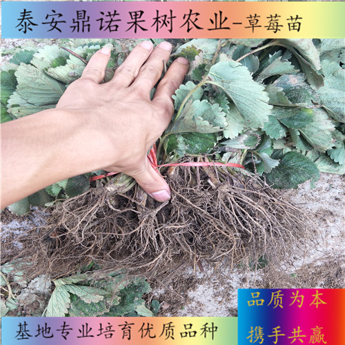 浙江紅花草莓草莓苗品種介紹草莓苗品種