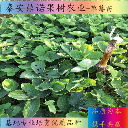 上海明寶草莓苗品種介紹草莓苗新品種