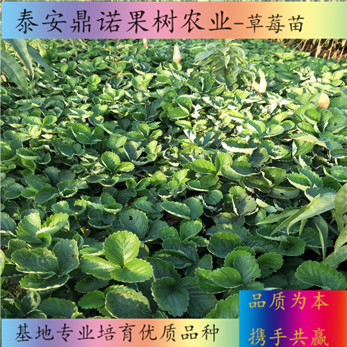 江西女峰草莓苗怎么賣草莓苗圖片