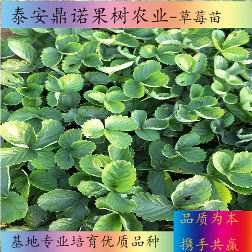 遼寧麗雪草莓苗一畝地種多少棵草莓苗品種