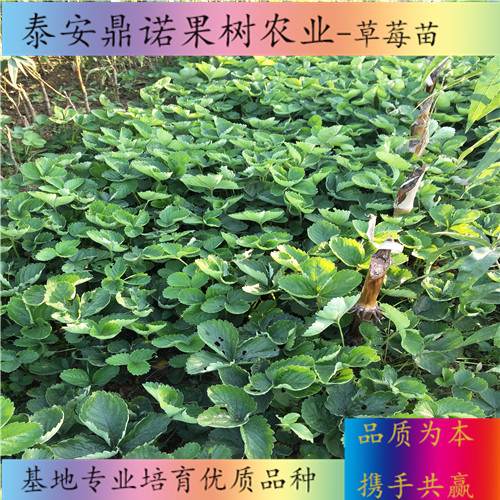 北京大將軍草莓苗畝產(chǎn)量草莓苗圖片