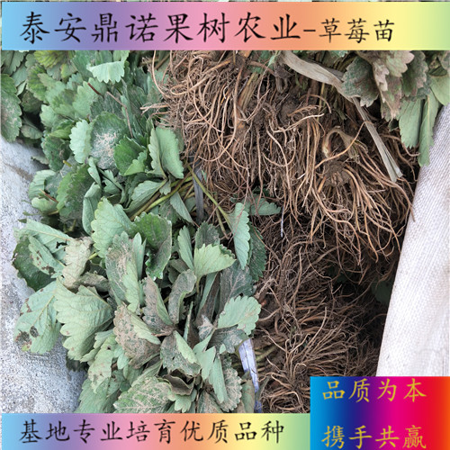 河北紫金香玉草莓苗一亩地种多少棵草莓苗品种