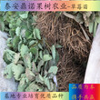 重庆红宝石草莓苗产量怎么样草莓苗图片