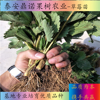 云南越心草莓苗適合種植地區(qū)草莓苗圖片