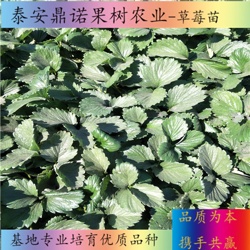 天津草莓王子草莓苗畝產(chǎn)量草莓苗品種