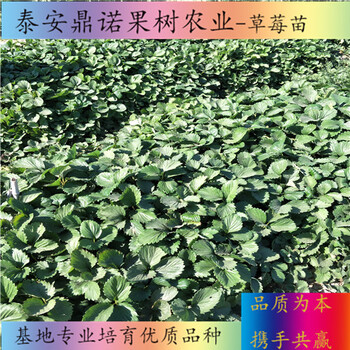 河南章姬草莓苗適合種植地區(qū)草莓苗品種