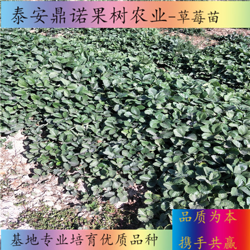浙江戈雷拉草莓苗多少錢一棵草莓苗圖片