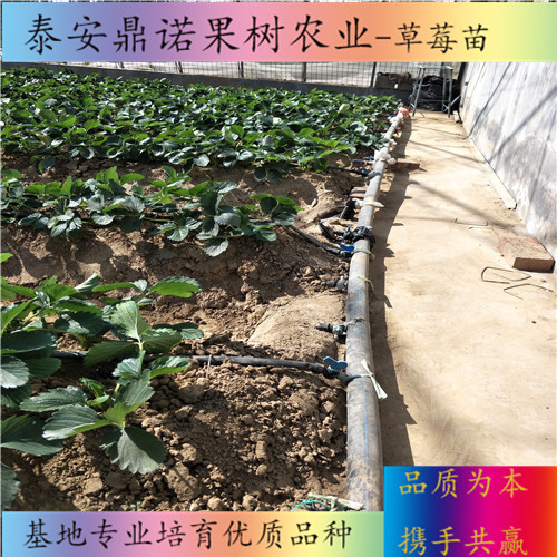 吉林鉆石草莓苗批發(fā)價格出售果樹苗
