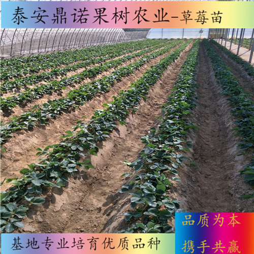 北京紫金香玉草莓苗品種介紹草莓苗品種