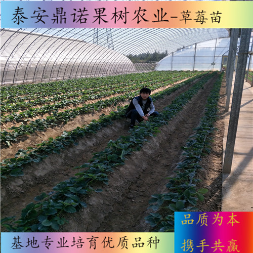 山西新草莓苗畝產(chǎn)量出售果樹苗