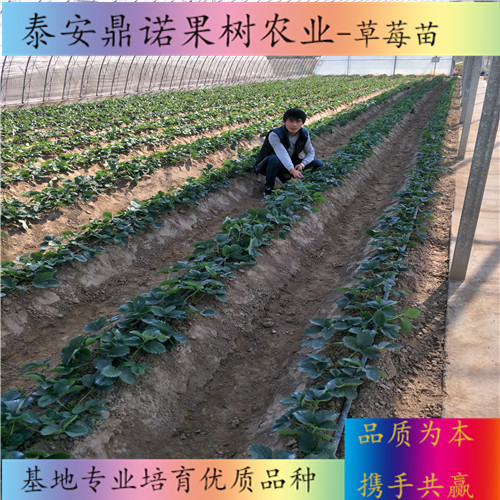 山西新草莓苗畝產(chǎn)量出售果樹苗