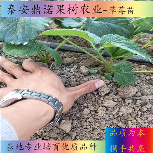 江西桃熏白草莓苗適合種植地區(qū)草莓苗新品種