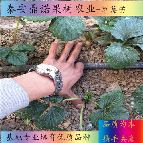 江蘇鈣維他草莓苗適合種植地區(qū)草莓苗新品種