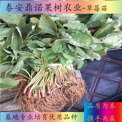 浙江大赛草莓苗适合种植地区出售果树苗