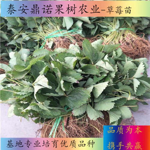 云南新草莓苗畝產(chǎn)量草莓苗品種