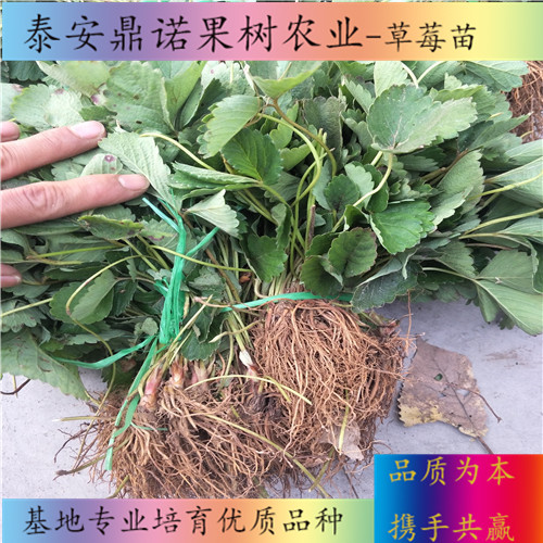 云南紅玫瑰草莓苗畝產(chǎn)量草莓苗圖片