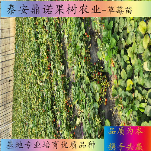 浙江大赛草莓苗适合种植地区出售果树苗