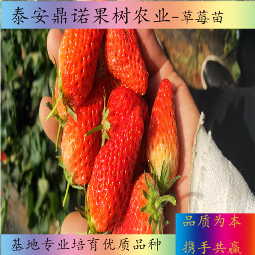 云南越心草莓苗適合種植地區(qū)草莓苗圖片