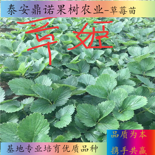 云南越心草莓苗適合種植地區(qū)草莓苗圖片