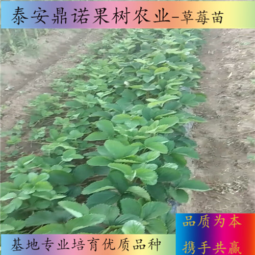 河南密寶草莓苗怎么賣出售果樹苗