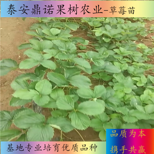 云南紅頰草莓苗畝產(chǎn)量出售果樹苗