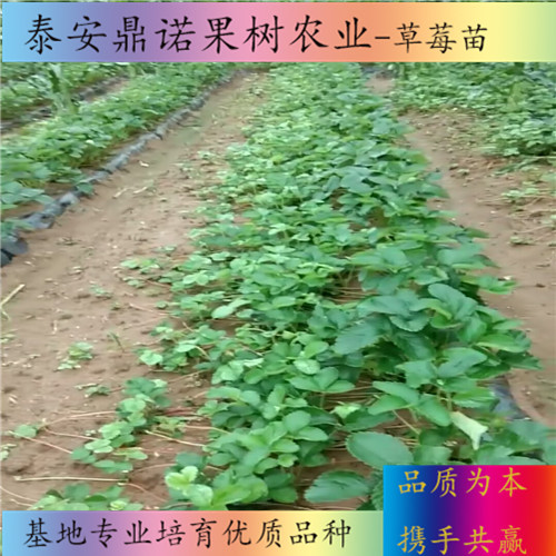 吉林美德萊特草莓苗價格草莓苗圖片