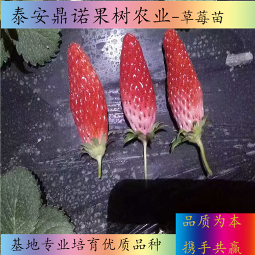 河南草莓王子草莓苗一畝地種多少棵出售果樹苗