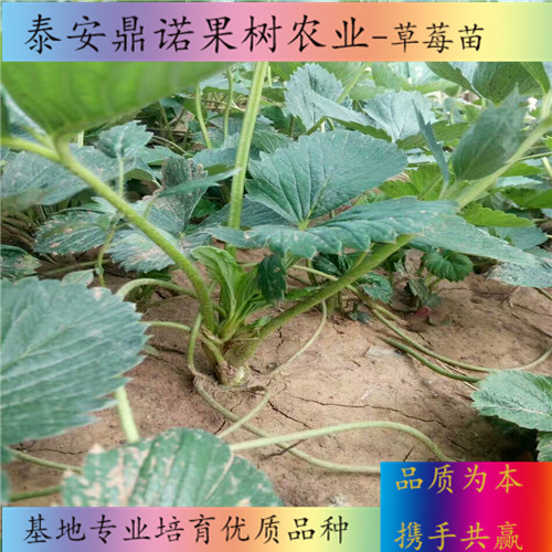 湖北京郊小白草莓苗亩产量草莓苗品种