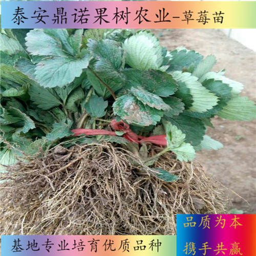 浙江紅花草莓草莓苗品種介紹草莓苗品種