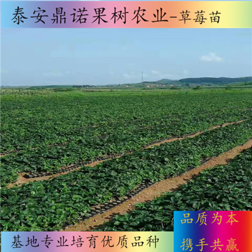 云南新草莓苗畝產(chǎn)量草莓苗品種
