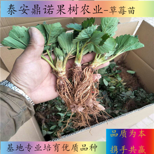 河北紫金香玉草莓苗一亩地种多少棵草莓苗品种